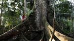 Cara Suku Shanenawa Menolak Pembakaran Hutan Amazon