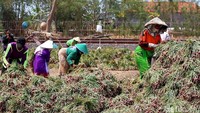 Anjloknya harga ini menyebabkan kerugian besar bagi para petani. Dijelaskan Juwari, untuk mencapai BEP harga bawang minimal Rp 13.000 per kilo. Diuraikan lebih lanjut, biaya tanam bawang saat ini cukup besar. Satu hektar lahan membutuhkan biaya Rp120 juta untuk bibit, pupuk, obat obatan dan tenaga pekerja. Biaya tanam tersebut bisa ditutup bila harga bawang Rp13.000 per kilo.