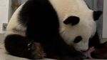 Mungilnya Bayi Panda Kembar yang Lahir di Kebun Binatang Berlin