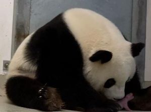 Kebun Binatang Berlin Sambut Kelahiran Langka Bayi Panda Kembar