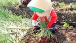 Panen Bawang Merah, Petani Curhat Harga Anjlok