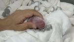 Mungilnya Bayi Panda Kembar yang Lahir di Kebun Binatang Berlin
