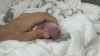 Meng Meng, bayi panda yang tinggal di Kebun Binatang Berlin, melahirkan dua bayi kembar pada Sabtu (31/8) malam waktu setempat. Meng Meng dan dua bayinya melewati proses kelahiran dengan baik dan semuanya dalam kondisi sehat, terang Direktur Kebun Binatang Berlin, Andreas Knieriem. Foto: zoo-berlin.de