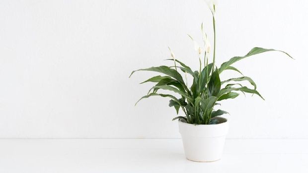 White peace lily with lush dark green foliage in white plant pot on white table against white wall.