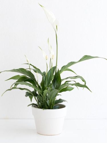 Tanaman Hias Bibit Bunga Aglaonema Snow White Shopee Indonesia