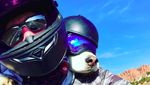 Foto: Anjing Husky yang Suka Touring Keliling Amerika