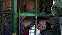 Para penghuni rumah kandang ini hanya bisa selonjoran atau duduk bersila di dalam kotak tersebut, sama sekali tidak bisa berdiri. Foto: Getty Images