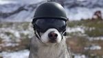 Foto: Anjing Husky yang Suka Touring Keliling Amerika