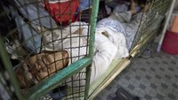 Pemerintah Hong Kong memperkirakan ada 100.000 warganya yang hidup di hunian tidak nyaman seperti rumah kandang ini. Foto: Getty Images