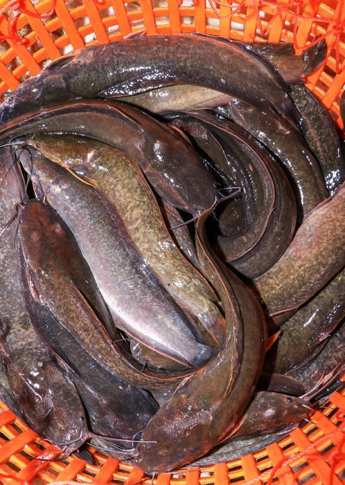 ikan lele