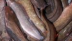 Sederet Fakta tentang Lele si Ikan Berkumis