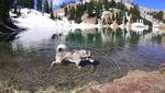 Foto: Anjing Husky yang Suka Touring Keliling Amerika