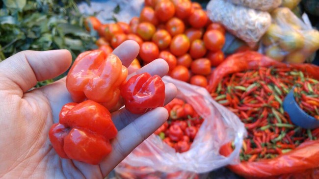 Dari Dieng hingga Toraja, Ini 5 Jenis Cabai Super Pedas Indonesia