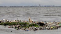Ancaman sampah plastik yang dapat membahayakan kehidupan manusia bukan lagi isapan jempol belaka, beragam upaya pun dilakukan untuk dapat meminimalisir jumlah sampah plastik yang mengancam lingkungan hidup tersebut.