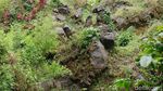 Foto Nuansa Mistis Rowo Bayu di Banyuwangi