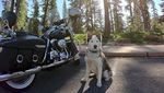 Foto: Anjing Husky yang Suka Touring Keliling Amerika