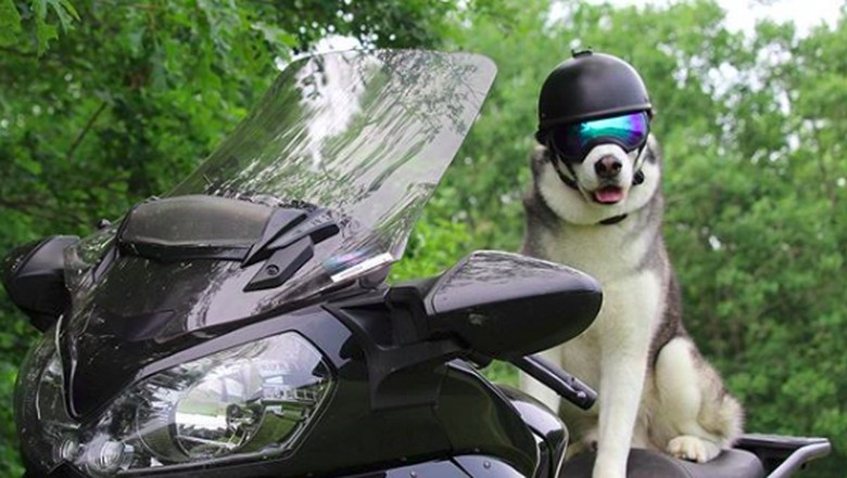 Sox Si Anjing Husky Yang Suka Touring