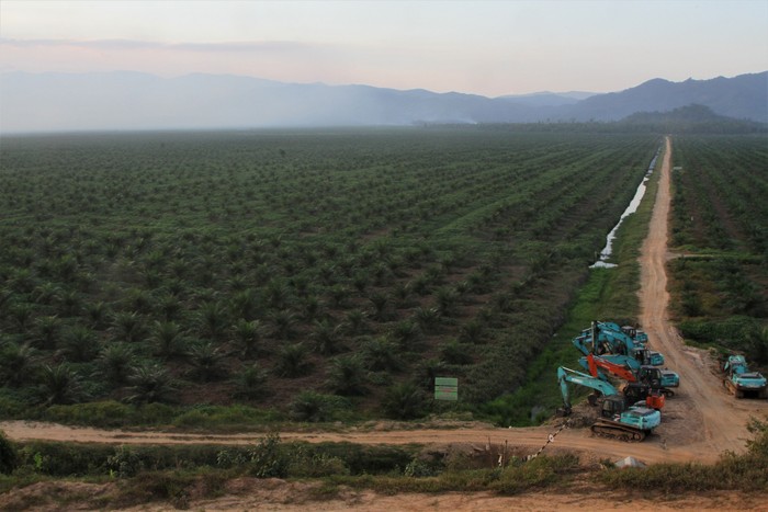 Kabut asap kebakaran lahan gambut menutupi sebagian perkebunan kelapa sawit dan pemukiman warga di Kecamatan Lalolae, Kolaka Timur, Sulawesi Tenggara, Senin (2/9/2019). Pihak Manggala Agni Daerah Operasi Sulawesi Tenggara menerima informasi dari masyarakat jika kebakaran lahan gambut telah berimbas ke empat desa di dua kecamatan di wilayah tersebut dan beberapa warga mengalami sesak nafas dan gangguan penglihatan namun pemerintah setempat belum melakukan penanganan. ANTARA FOTO/Jojon/wsj.