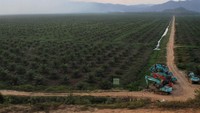 Kabut asap kebakaran lahan gambut menutupi sebagian perkebunan kelapa sawit dan pemukiman warga di Kecamatan Lalolae, Kolaka Timur, Sulawesi Tenggara, Senin (2/9/2019). ANTARA FOTO/Jojon.