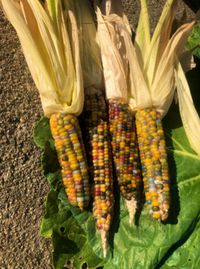 Keren! Bulir Jagung Unik Ini Warna-warni Seperti Pelangi