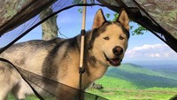 Semenjak kecil dia telah dilatih oleh pemiliknya Michael untuk terbiasa dengan suara mesin dan getaran motor (the_bike_dog/Instagram)