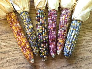 Keren! Bulir Jagung Unik Ini Warna-warni Seperti Pelangi