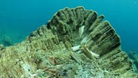 Terumbu karang rata dengan lantai perairan. Warnanya tak lagi cantik tapi putih karena mengalami bleaching. (Ria Qorina/Green Peace)