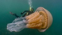 Adalah Dan Abbott serta Lizzie Daly, peneliti keluatan yang bertemu dengan ubur-ubur barel di pesisir Cornwall, sebelah barat daya Inggris (BBC/Dan Abbott)