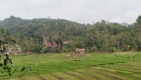 Tradisi Hajat Bumi ini sebagai ungkapan rasa syukur yang selama setahun telah diberikan nikmat rezeki dari pertanian, persawahan, perkebunan dan hasil bumi lainnya. Mereka sekaligus mempererat tali silaturahmi (Dadang Hermansyah/detikcom)
