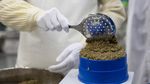 Melihat Proses Pembuatan Kaviar di Pabrik Kaviar Terbesar di Dunia