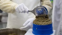 Kaluga Queen memproduksi kaviar jenis beluga sturgeon, yang memiliki harga paling mahal. Dengan kisaran harga sekitar Rp 7,914,990 per 100 gram. Foto: Charlie Xia - Telegraph