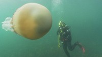 Diketahui, ubur-ubur barel mendekati kawasan pesisir barat dan selatan Inggris antara bulan Mei sampai Oktober sepanjang tahun (BBC/Dan Abbott)