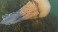 Ubur-ubur ini memakan organisme kecil seperti plankton (BBC/Dan Abbott)