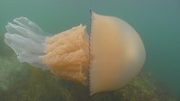 Ubur-ubur tersebut diyakini merupakan spesies ubur-ubur barel. Ubur-ubur ini termasuk dalam ubur-ubur dengan ukuran raksasa yang panjangnya bisa mencapai 2 meter (BBC/Dan Abbott)