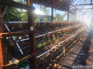 Kebakaran Landa Rumah di Polman Sulbar, Ratusan Ayam Mati Terpanggang