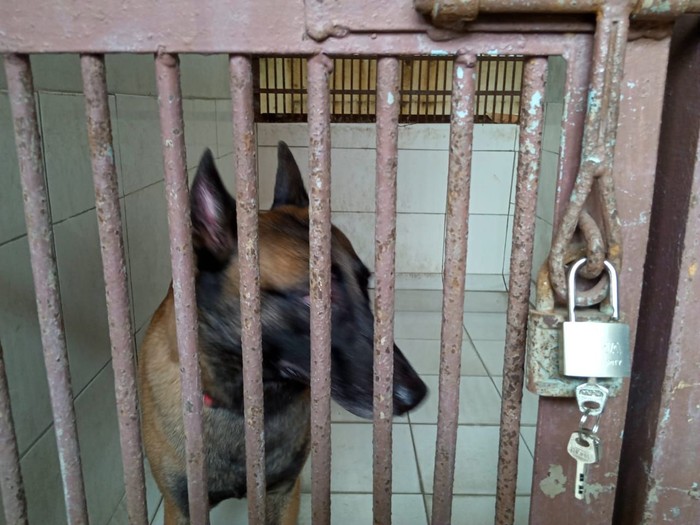 39++ Anjing belgian malinois sparta update