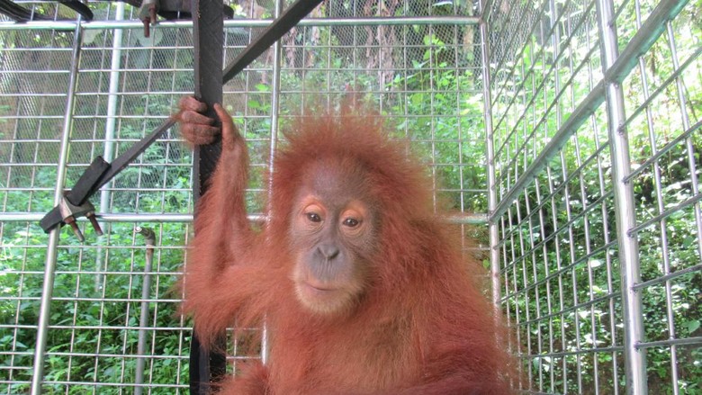 10 Hewan  Langka  yang Hanya ada di Indonesia