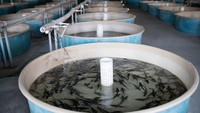 Agar produksi kaviar tak terganggu setiap bibit ikan, diberikan pelayanan khusus dengan fasilitas ruangan yang lengkap. Foto: Charlie Xia - Telegraph