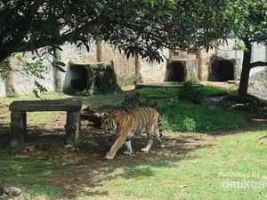 Heboh Harimau Masuk Kampus Unsri, Gubernur Sumsel: Itu Kucing Mungkin