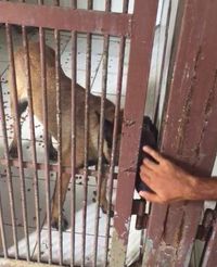 Bima Aryo Minta Maaf ke Keluarga ART yang Tewas Diserang Anjingnya