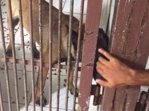 Sudah Divaksin Rabies, Anjing Bima Aryo Tetap Jalani Observasi
