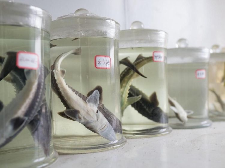 Bukan di Rusia, Pabrik Kaviar Terbesar di Dunia Ternyata Ada di China!