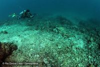 Kerusakan Terumbu Karang di Makassar, Ini Kata Peneliti Laut