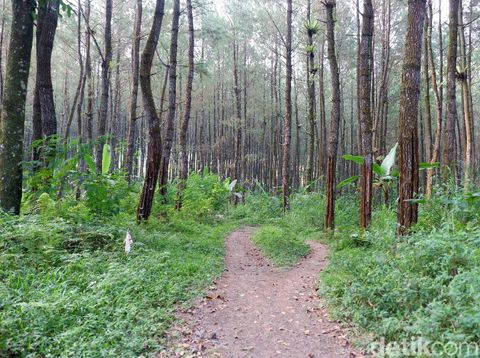 Jalan setapak menuju Kampung 'Hilang' di Banyuwangi/