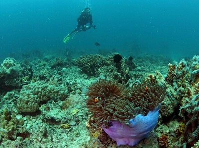 Ekosistem Bawah Laut Makassar Mulai Mengkhawatirkan