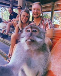 monyet selfie di bali