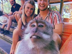 Momen Lucu Monyet Ikutan Foto, Photobomb yang Cute Abis!