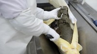 Di pabrik ini kaviar berkualitas tinggi diproduksi setiap harinya. Diambil langsung dari bagian dalam ikan sturgeon Foto: Charlie Xia - Telegraph