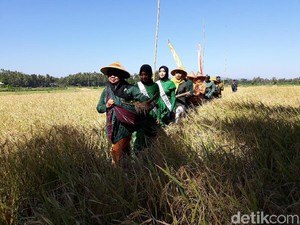Syukuran Panen Raya, Warga Bantul Gelar Tradisi Wiwitan
