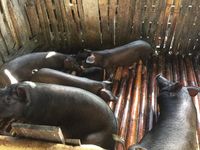 Peternakan babi ada akan direlokasi. Pemkot sedang mencari lokasi yang tepat